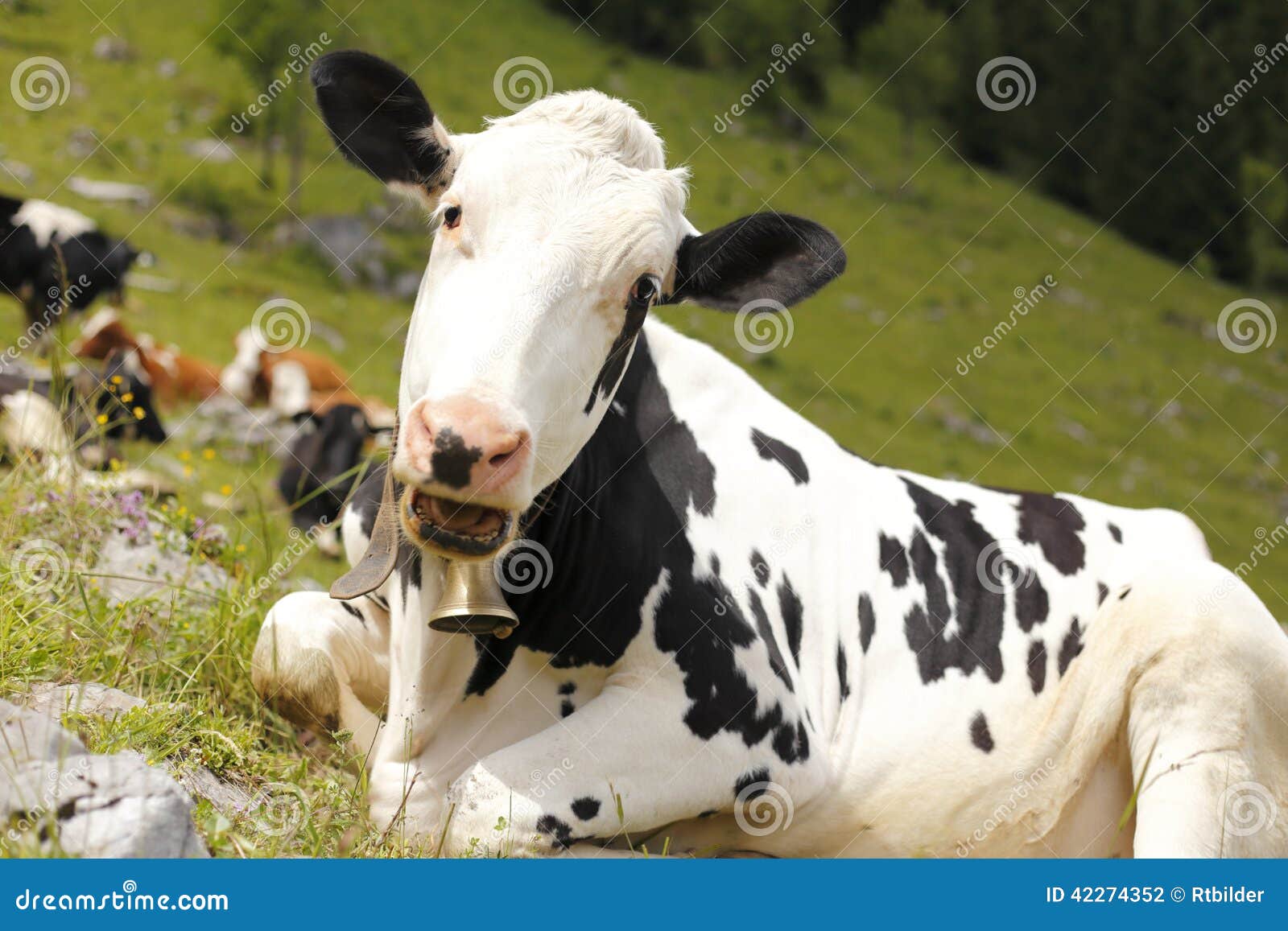 Cow Open Mouth Stock Photos - Download 217 Royalty Free Photos-3496