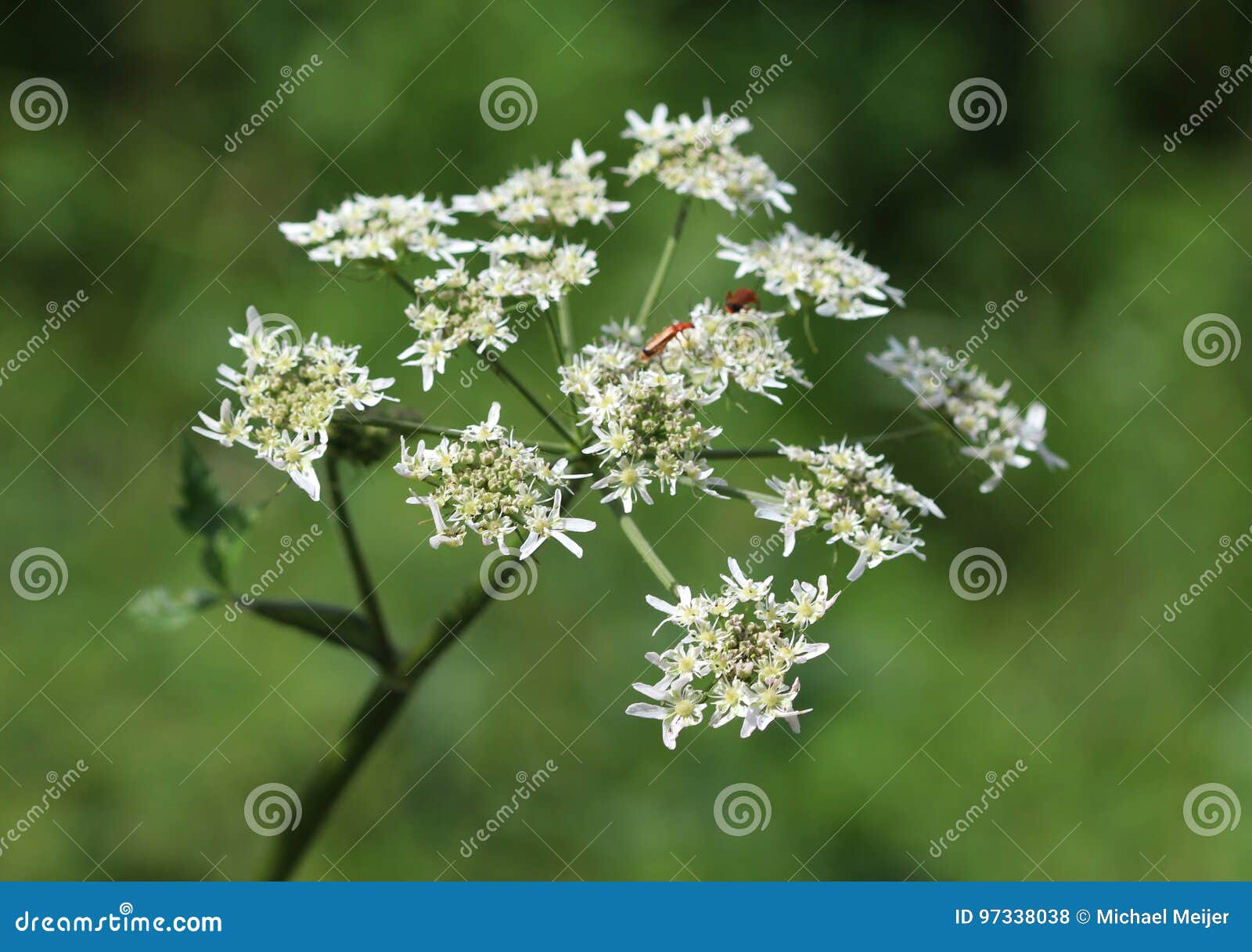 Cow parsley stock photo. Image of inflorescence, perennial 97338038
