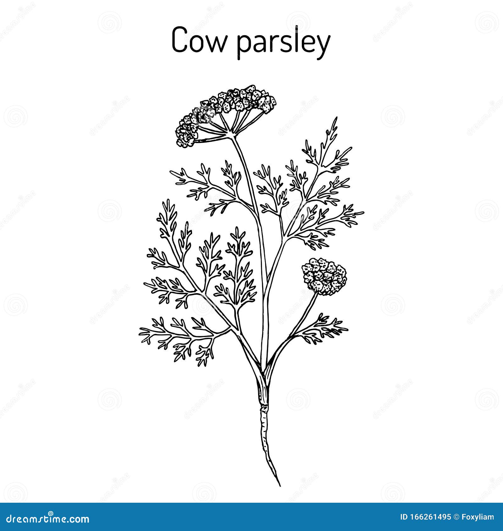 Cow Parsley or Wild Chervil Anthriscus Sylvestris , Medicinal Plant ...