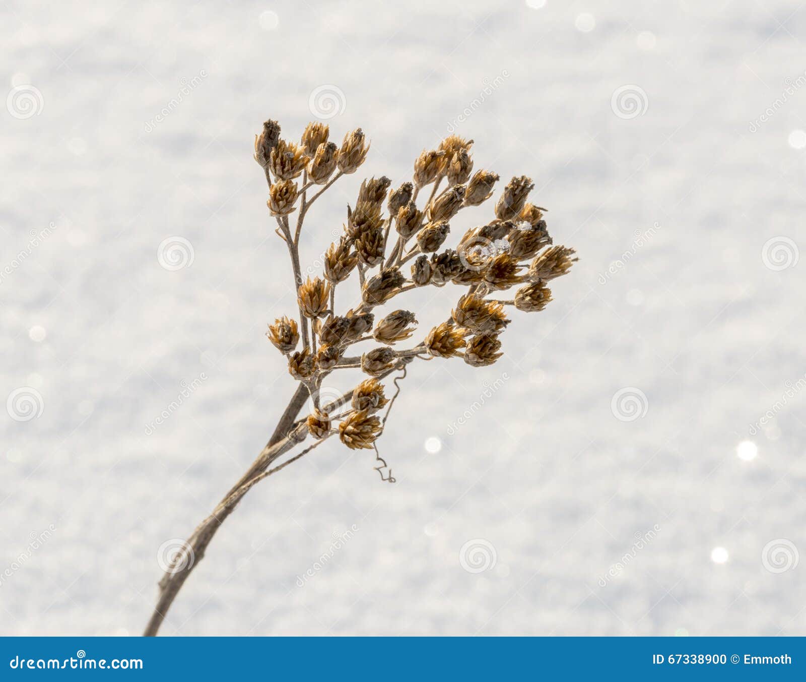 Cow Parsley in Winter stock photo. Image of beaked, chervil 67338900