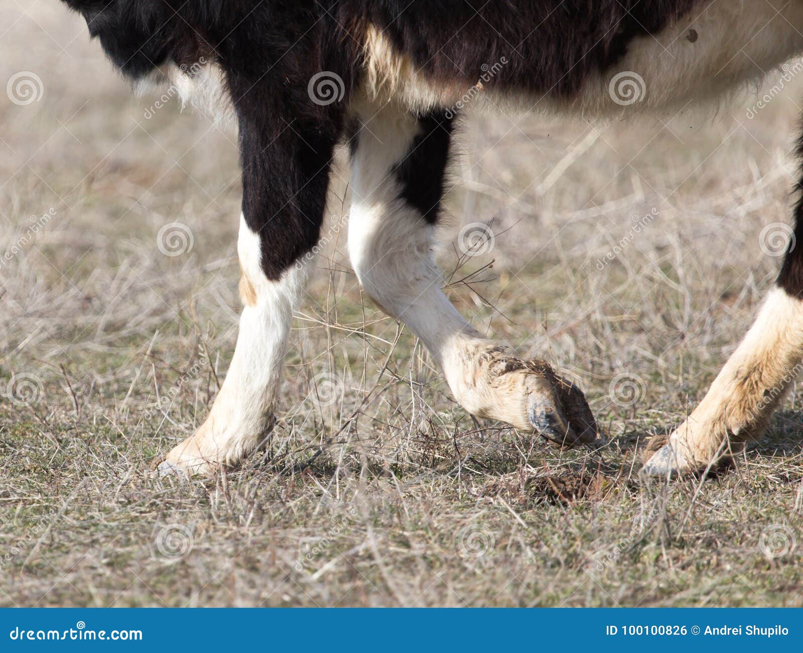 Hooves of the Cow on the Ground Stock Photo Image of farm, straw