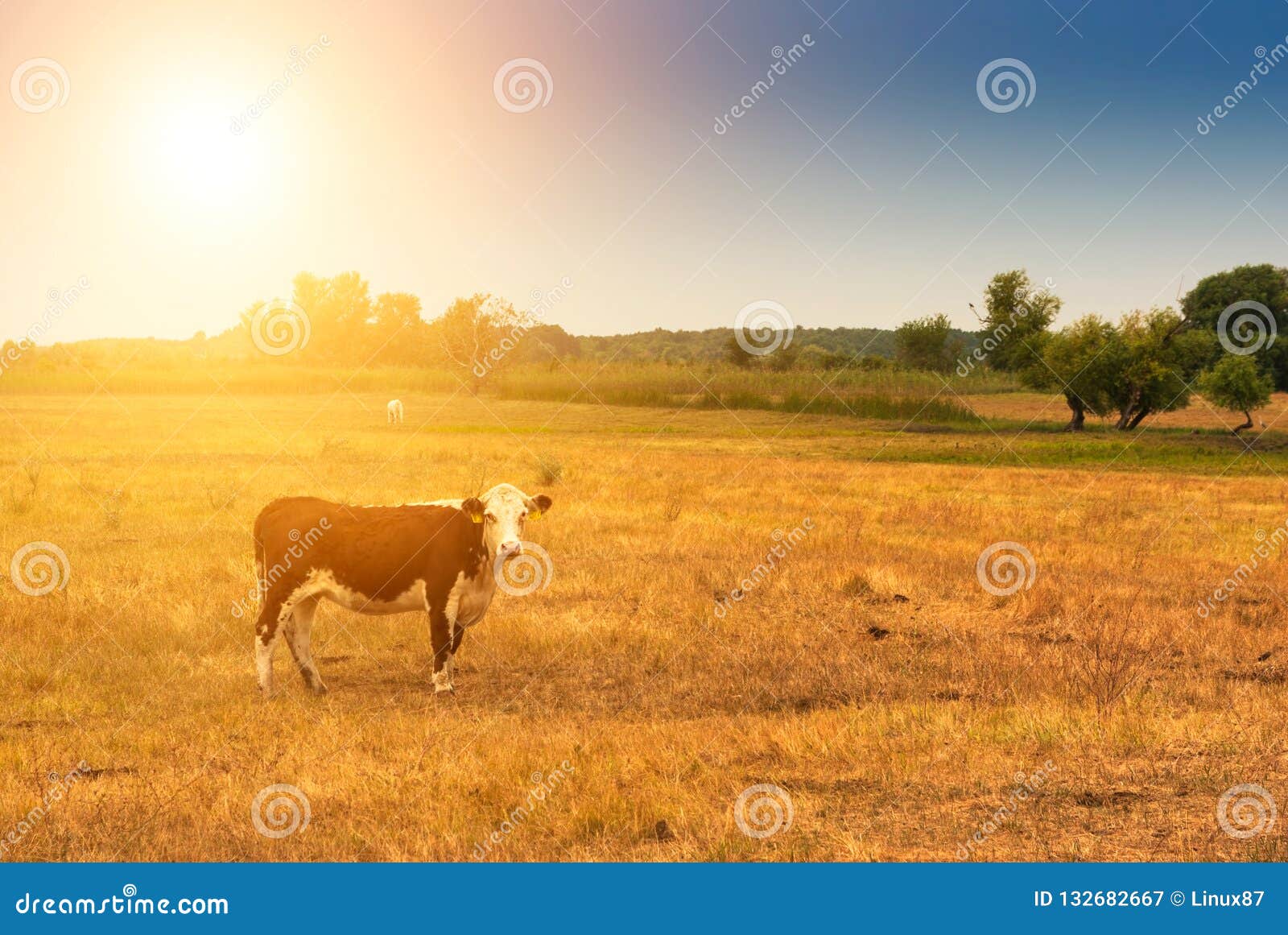 cow on pasture