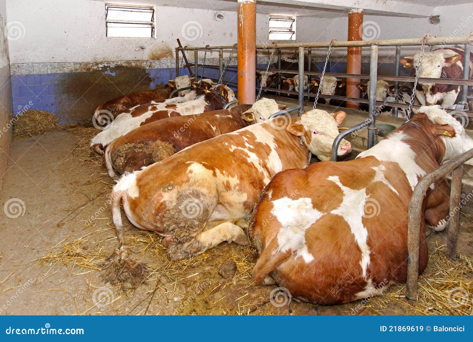 Cow pen stock image. Image of cattle, cows, farming, agriculture - 21869619