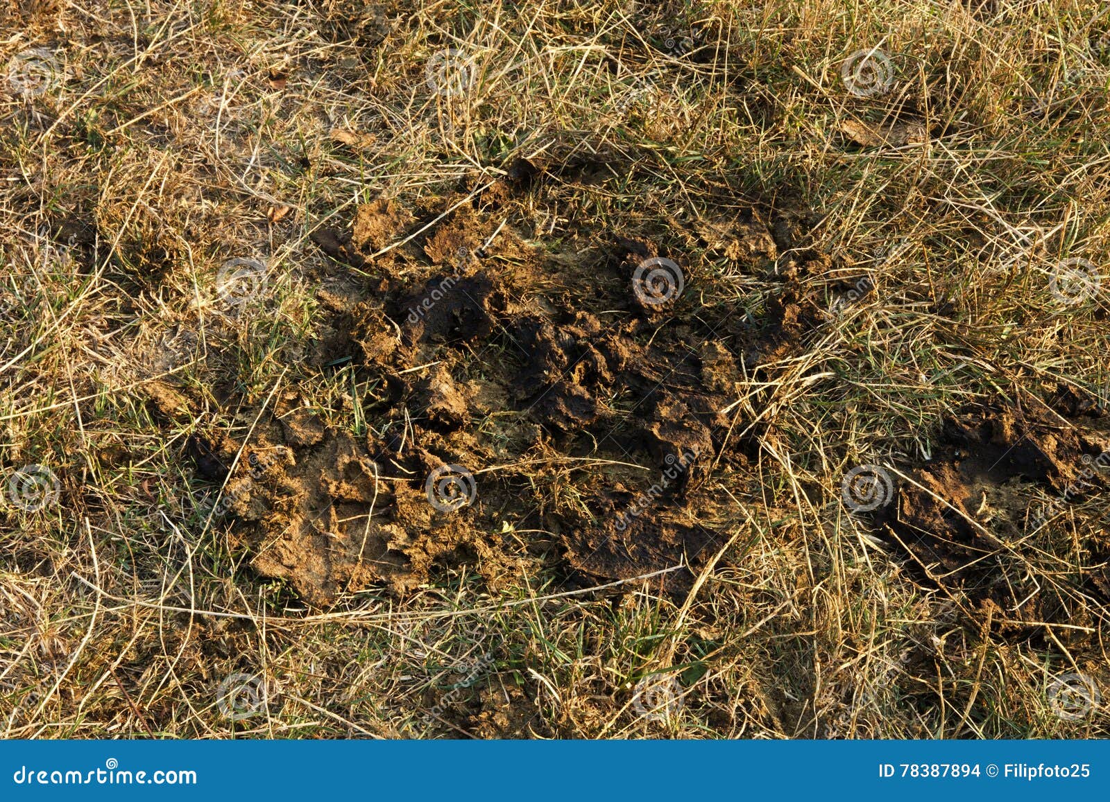 Cow poop in field stock photo. Image of matter, bovine 78387894