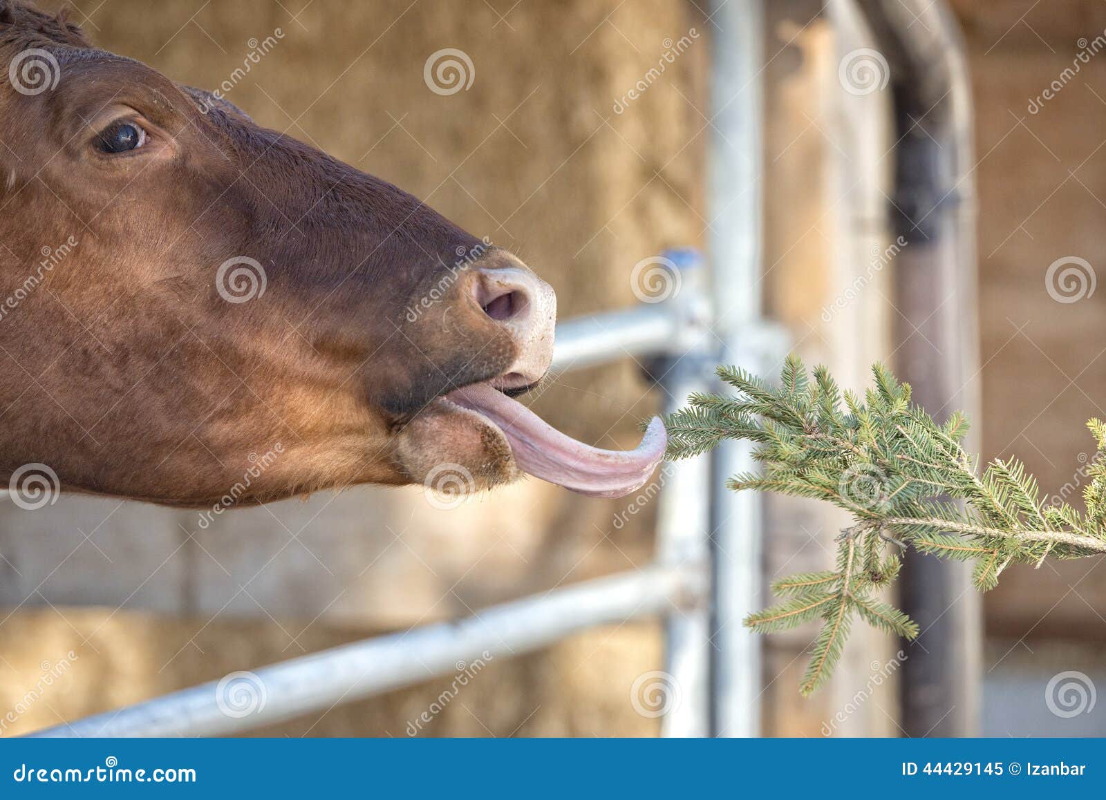 Cow Portrait while Licking Pine Tree Branch Stock Image Image of