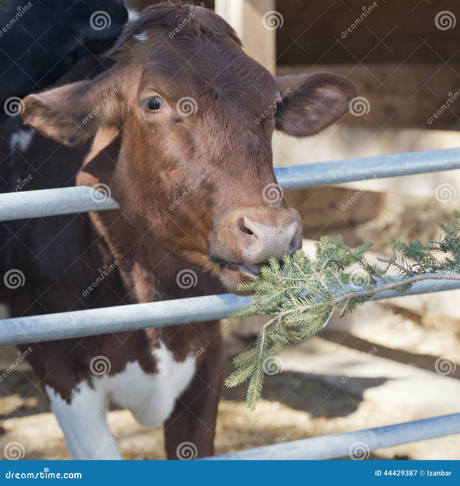 Cow Portrait while Licking Pine Tree Branch Stock Image Image of