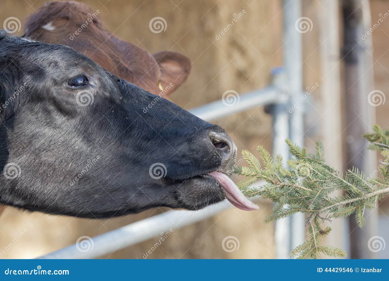 Cow Portrait while Licking Pine Tree Branch Stock Photo Image of