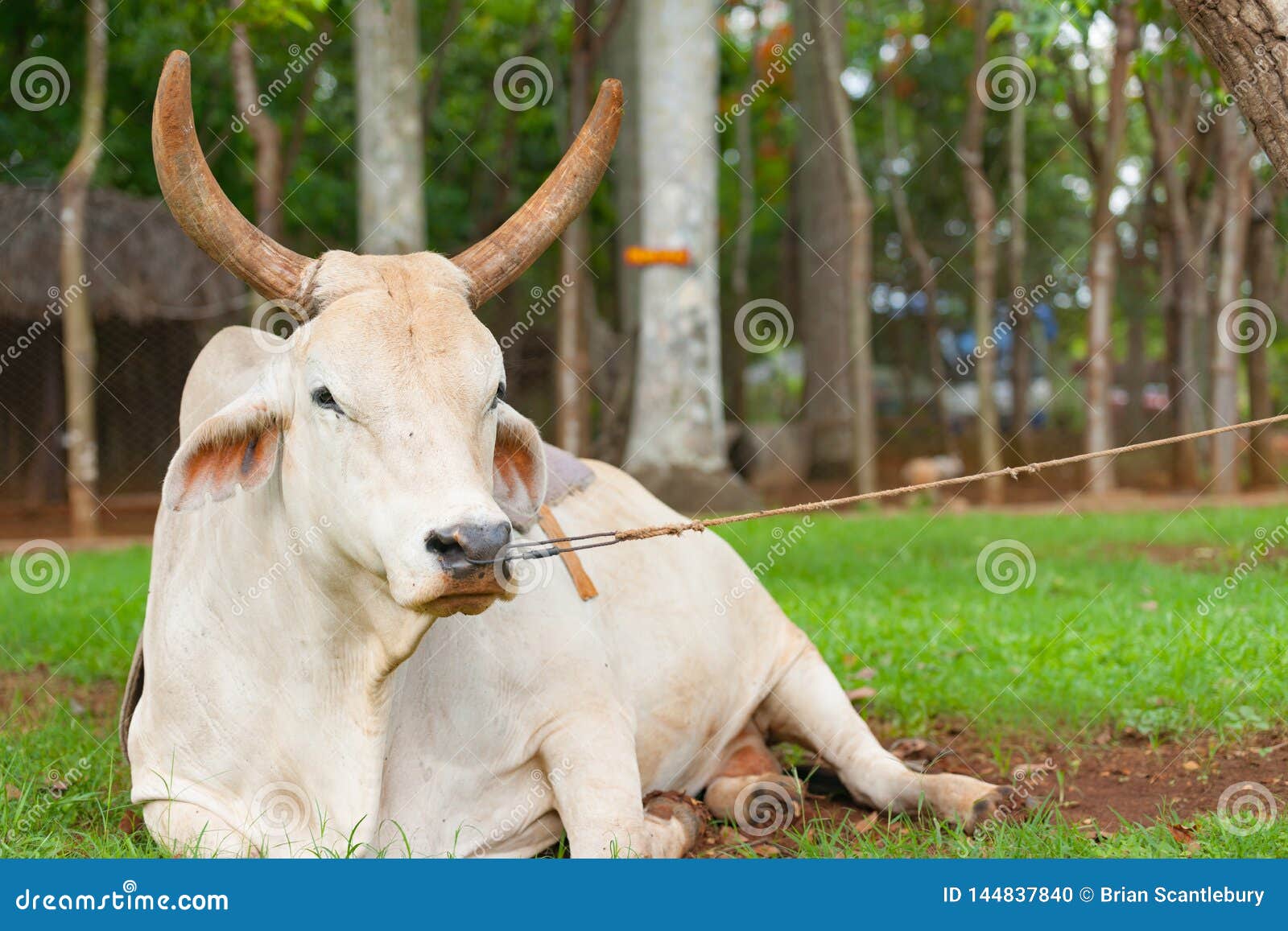 a cow with a nose ring