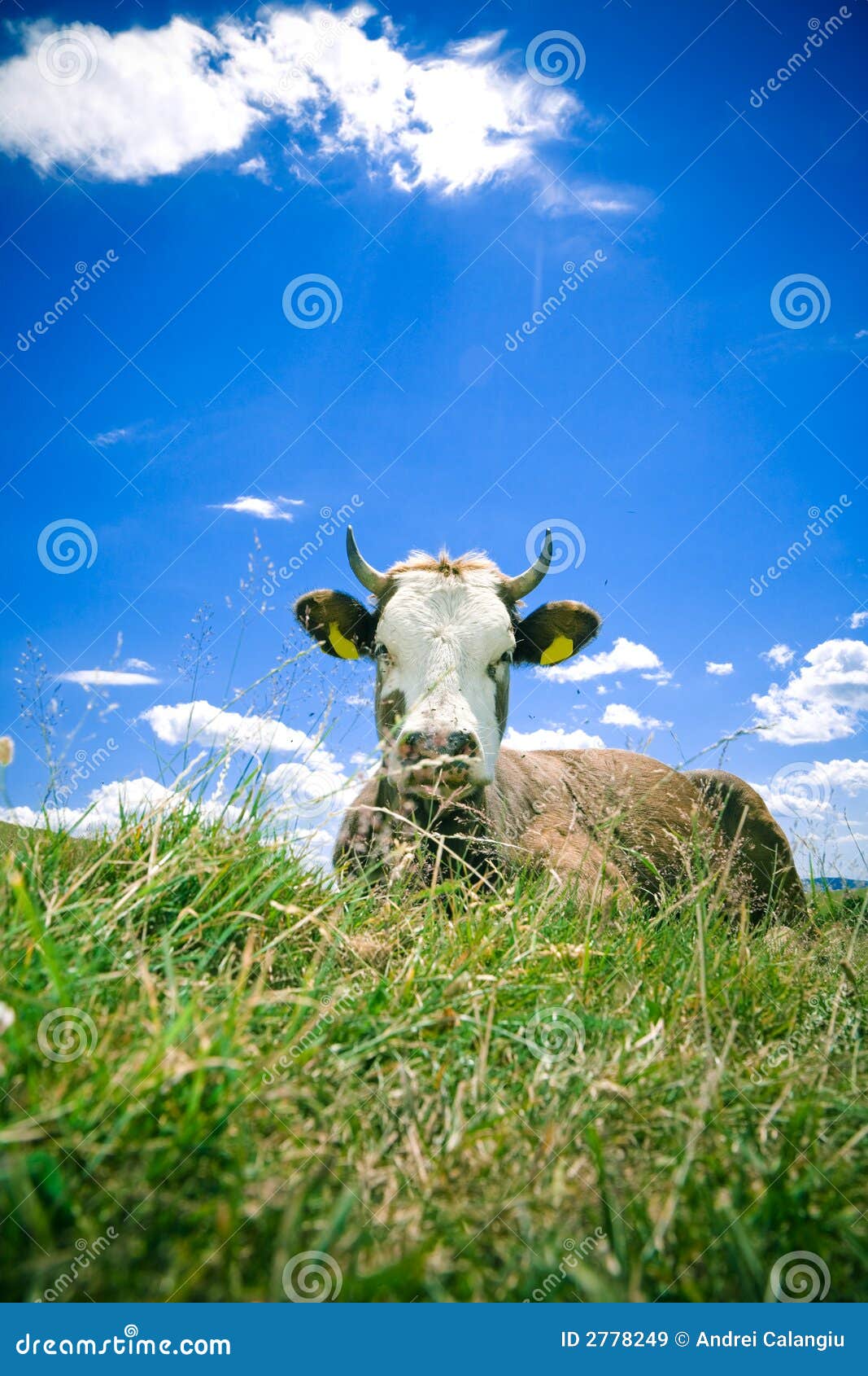 cow resting on hill