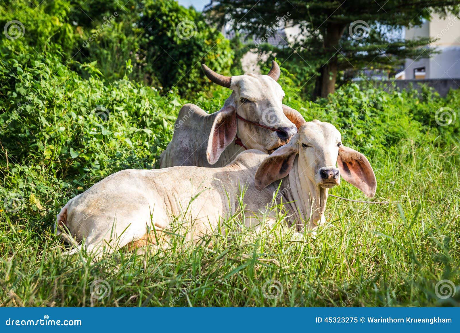 Cow resting stock image. Image of dairy, rural, animal 45323275