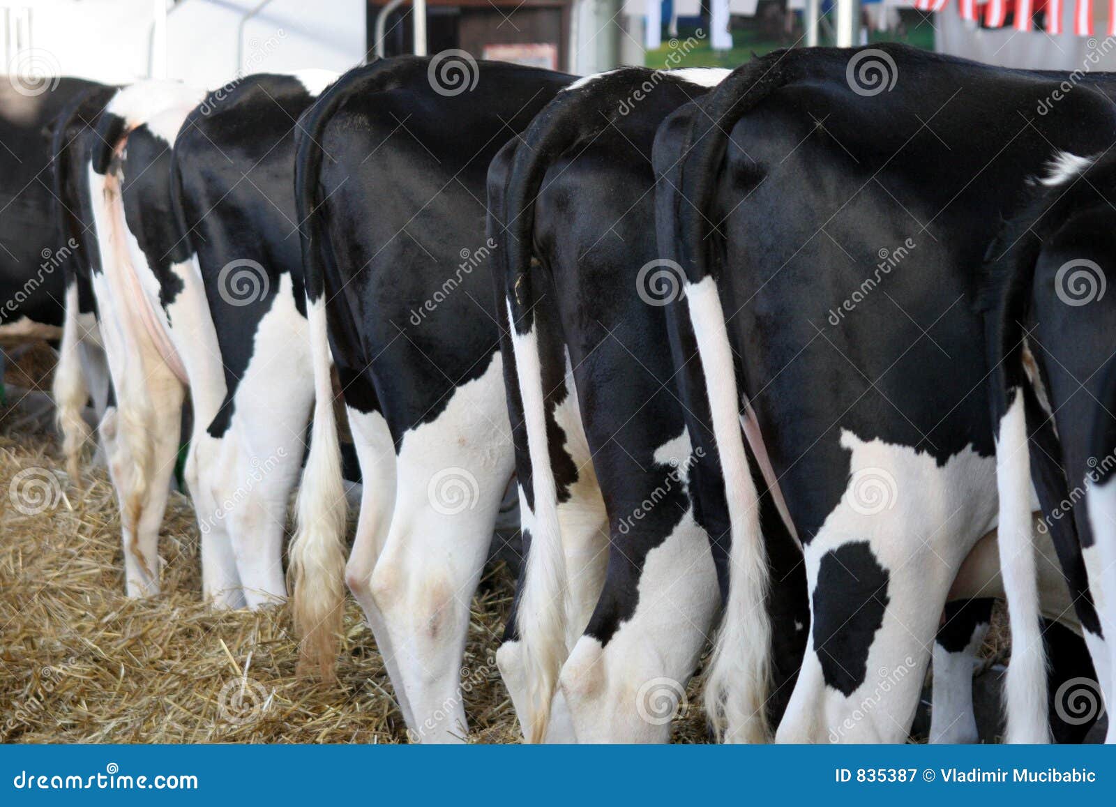 l milk cow Royalty Image:  Rump  Free Stock Photography Cow 835387