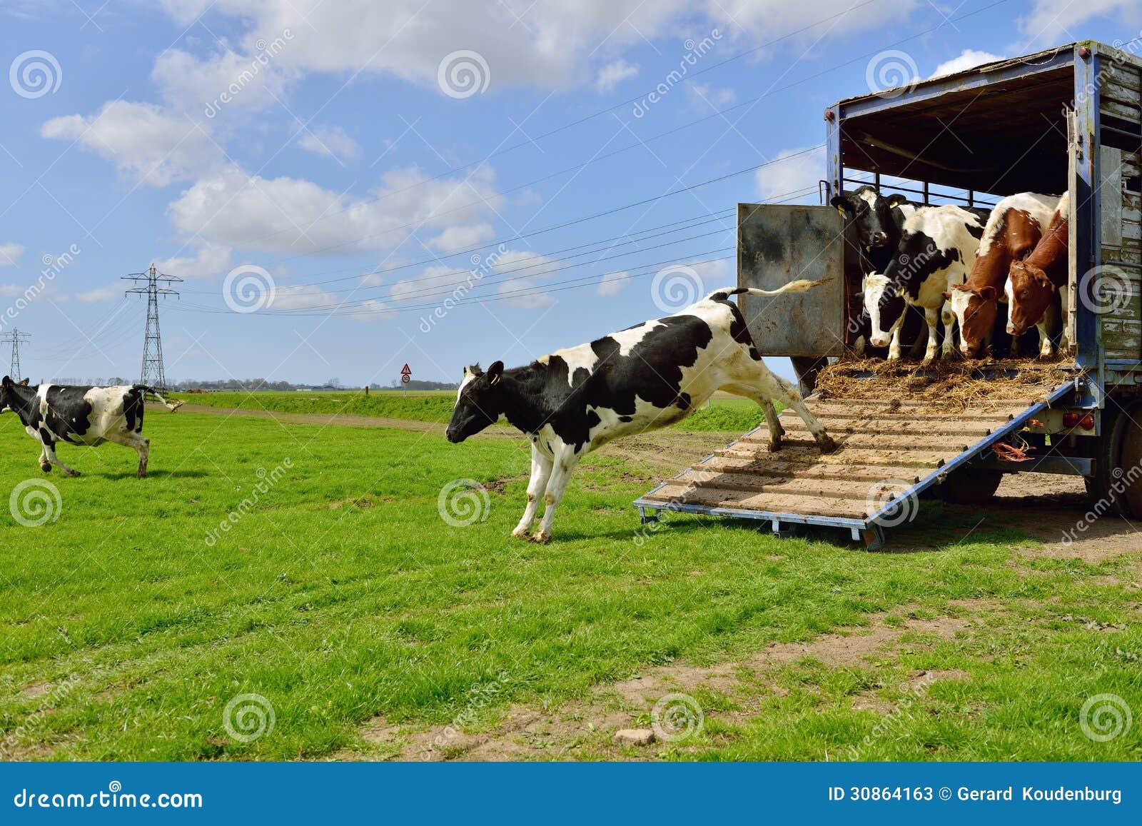 Cow Runs in Meadow after Livestock Transport Stock Image - Image of ...