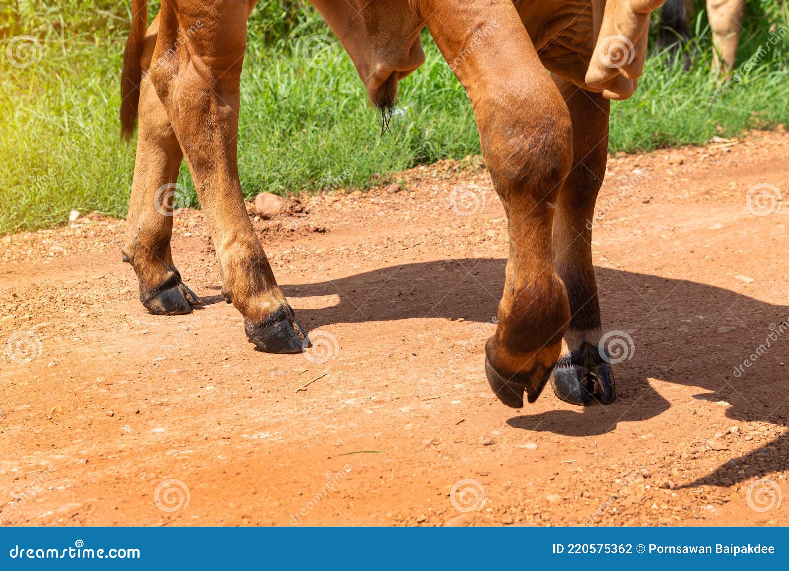 Cow S Legs on the Farm, the Legs of a Cow Standing, Stock Photo Image