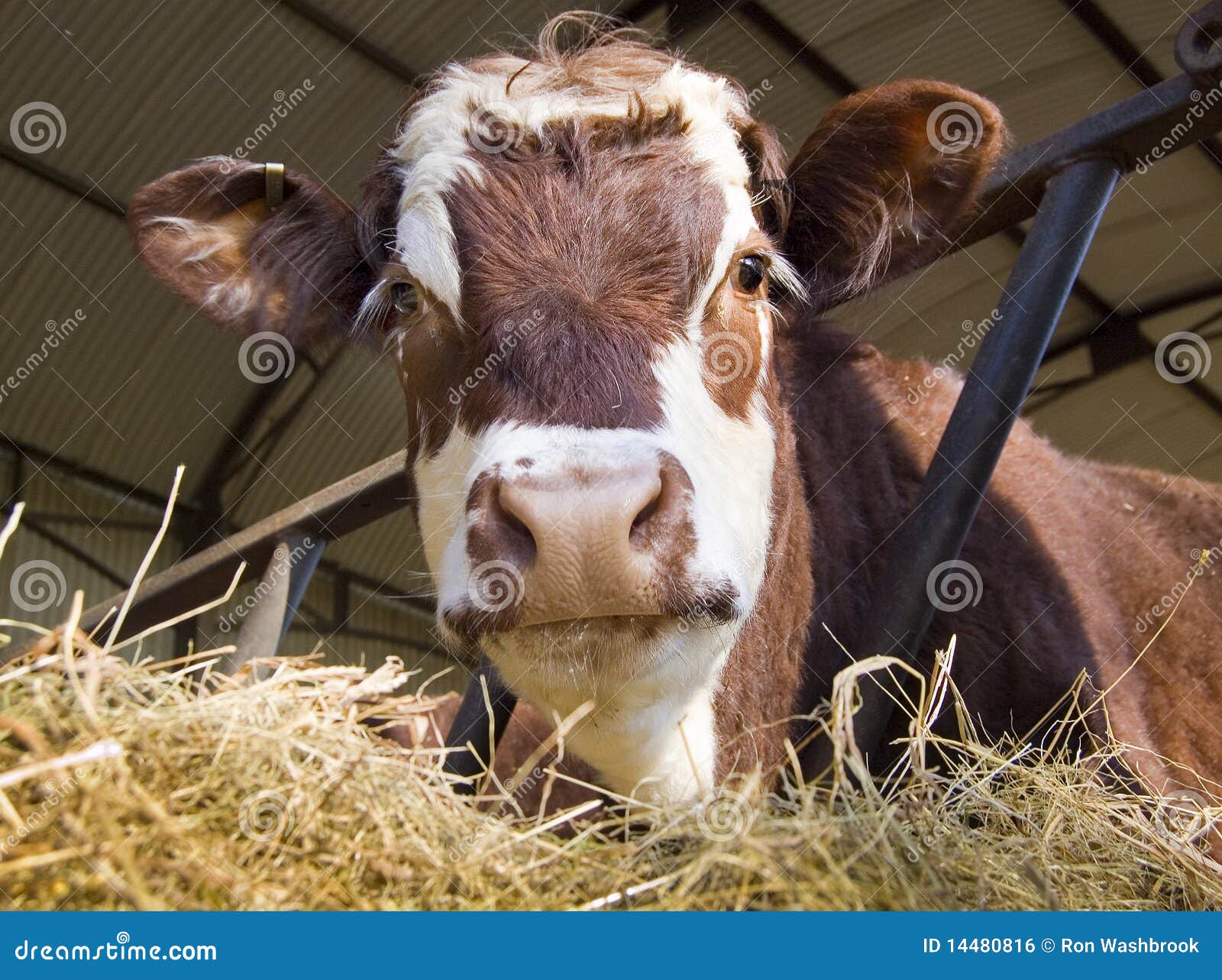 cow in shed