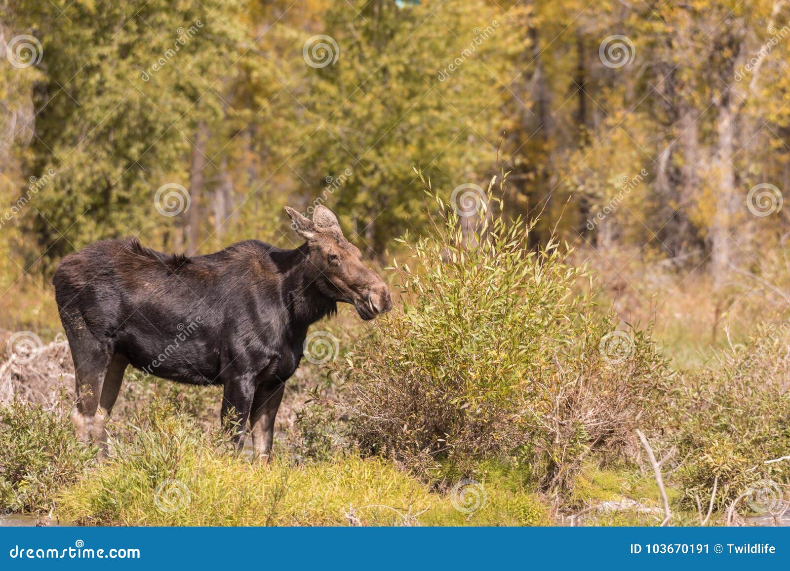 Cow Shiras Moose in Fall stock image. Image of teton 103670191