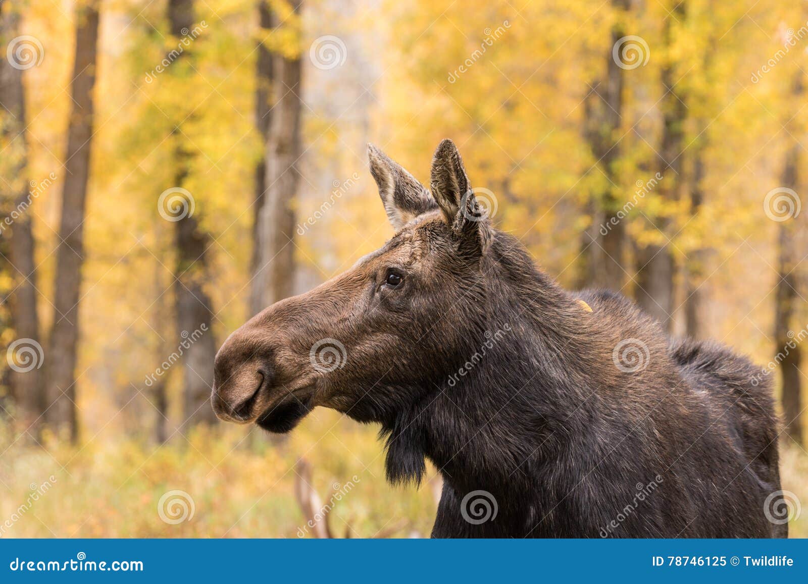 Cow Shiras Moose Portrait stock image. Image of shiras 78746125