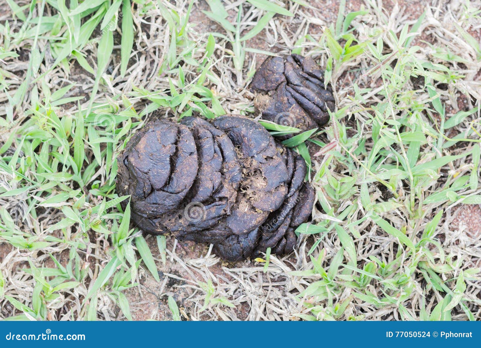 Cow Shit On The Grass Stock Photo Image Of Poop Agriculture