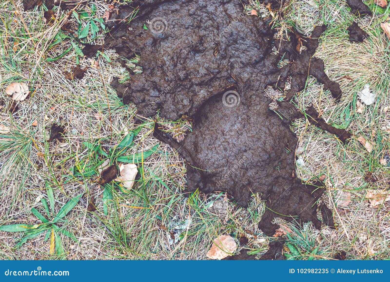 Cow Shit on the Green Grass. Stock Image Image of dirty, dung 102982235