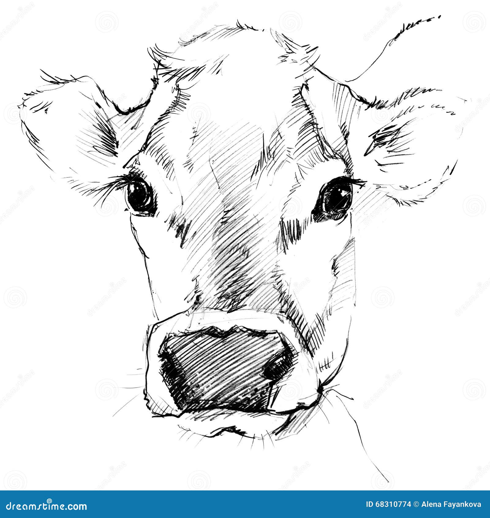 Cow Sketch Dairy Cow Pencil Sketch Stock Illustration