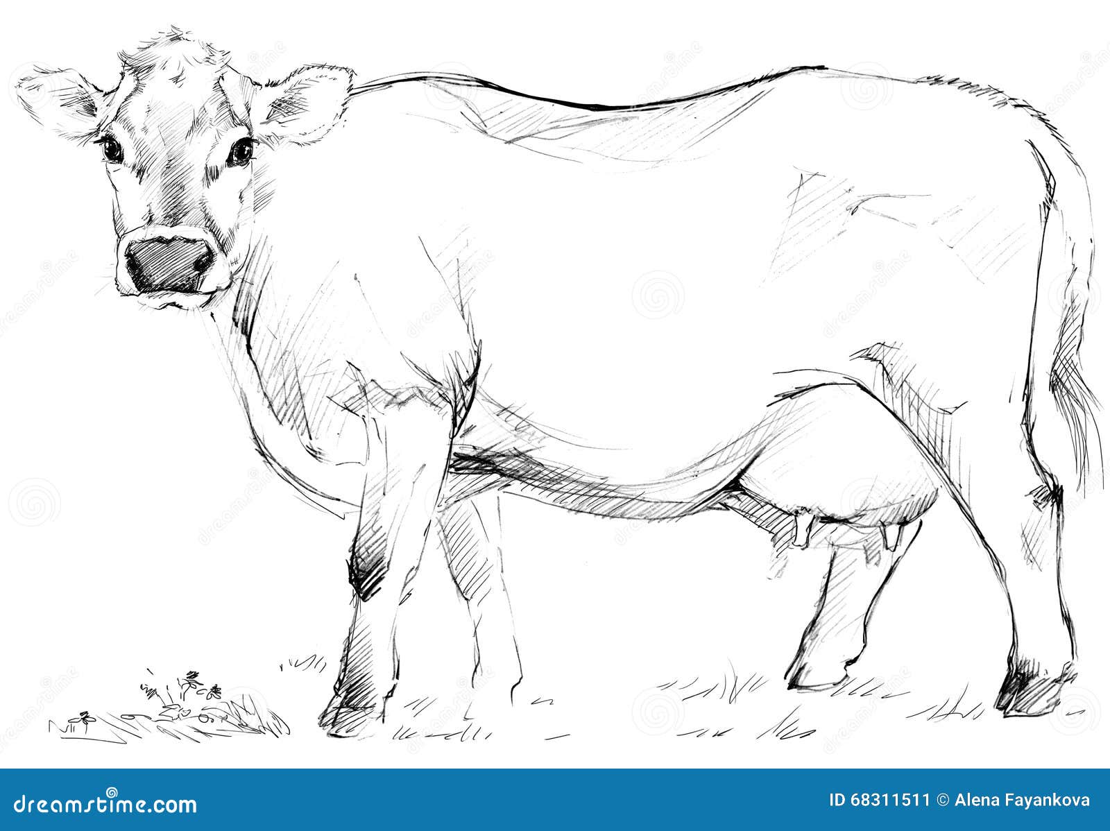 Cow Drawing Easy Step by Step Methods for Kids