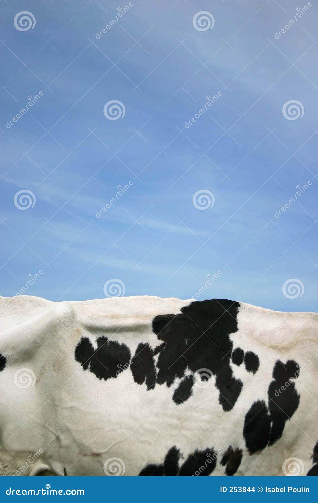 Cow skin stock photo. Image of black, cattle, rural, patterned 253844