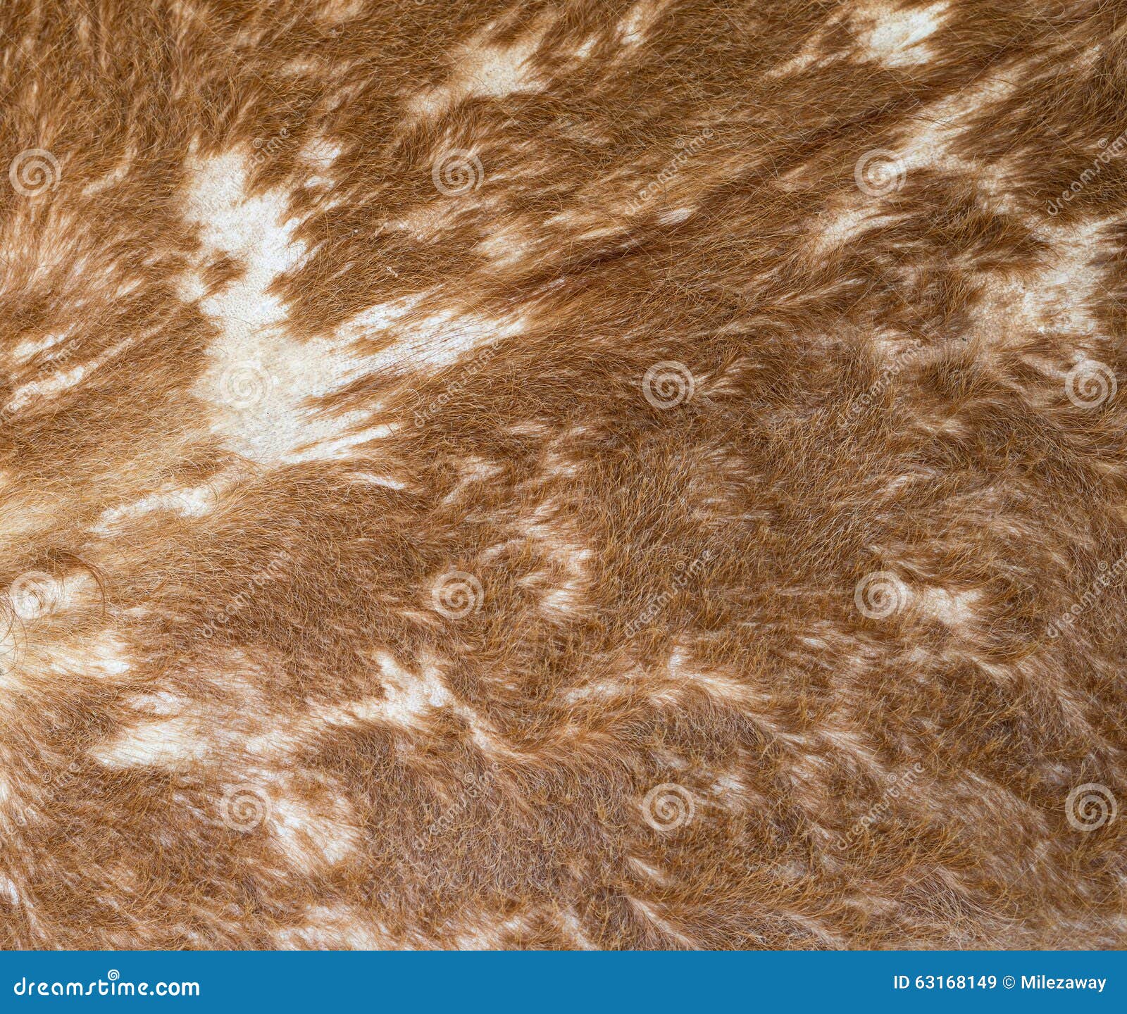 Cow skin stock image. Image of cowhide, print, rural 63168149