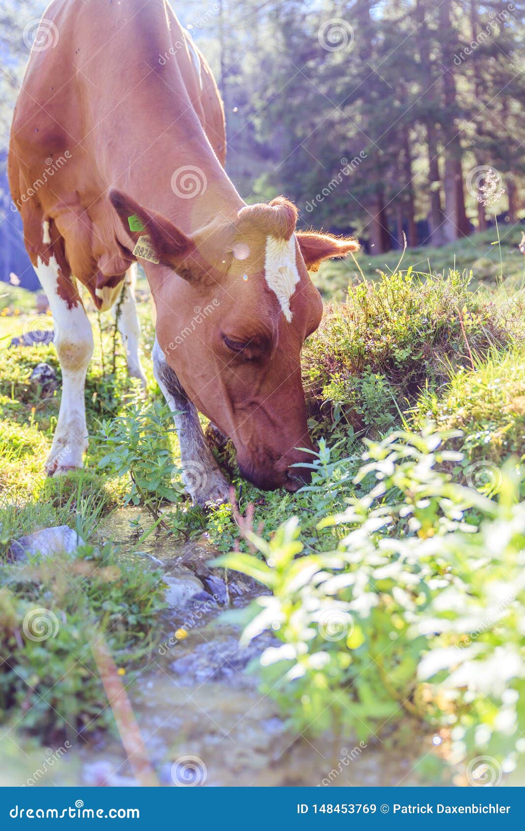 Cow Is Grazing At An Idyllic Meadow In The European Alps Austria Stock