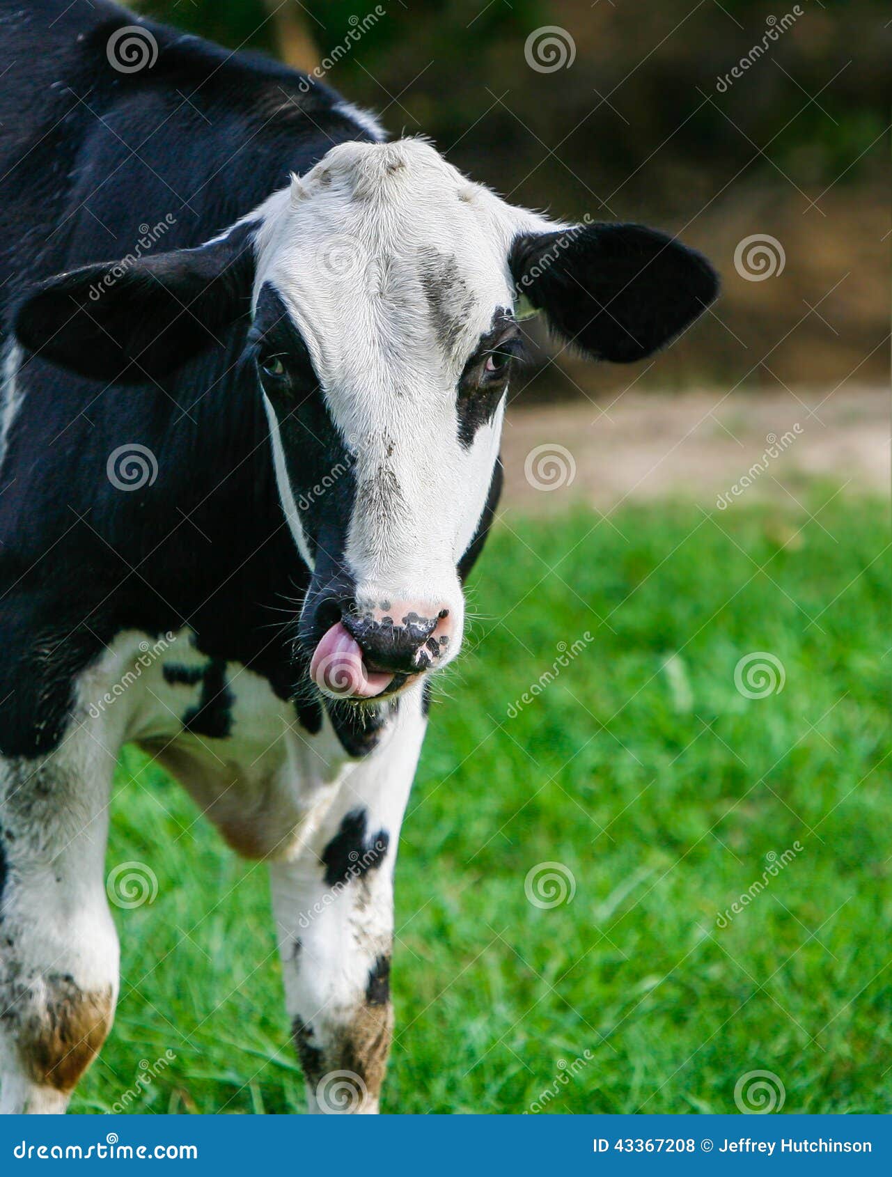 Cow sticking out tongue stock photo. Image of dairy, domestic 43367208