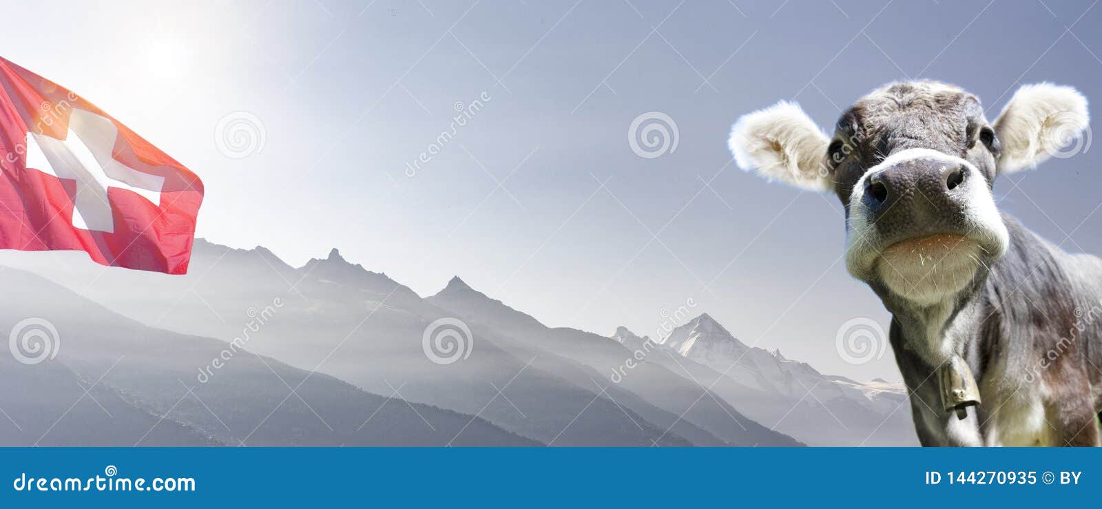 Cow in Swiss Alps stock image. Image of banner, dairy - 144270935