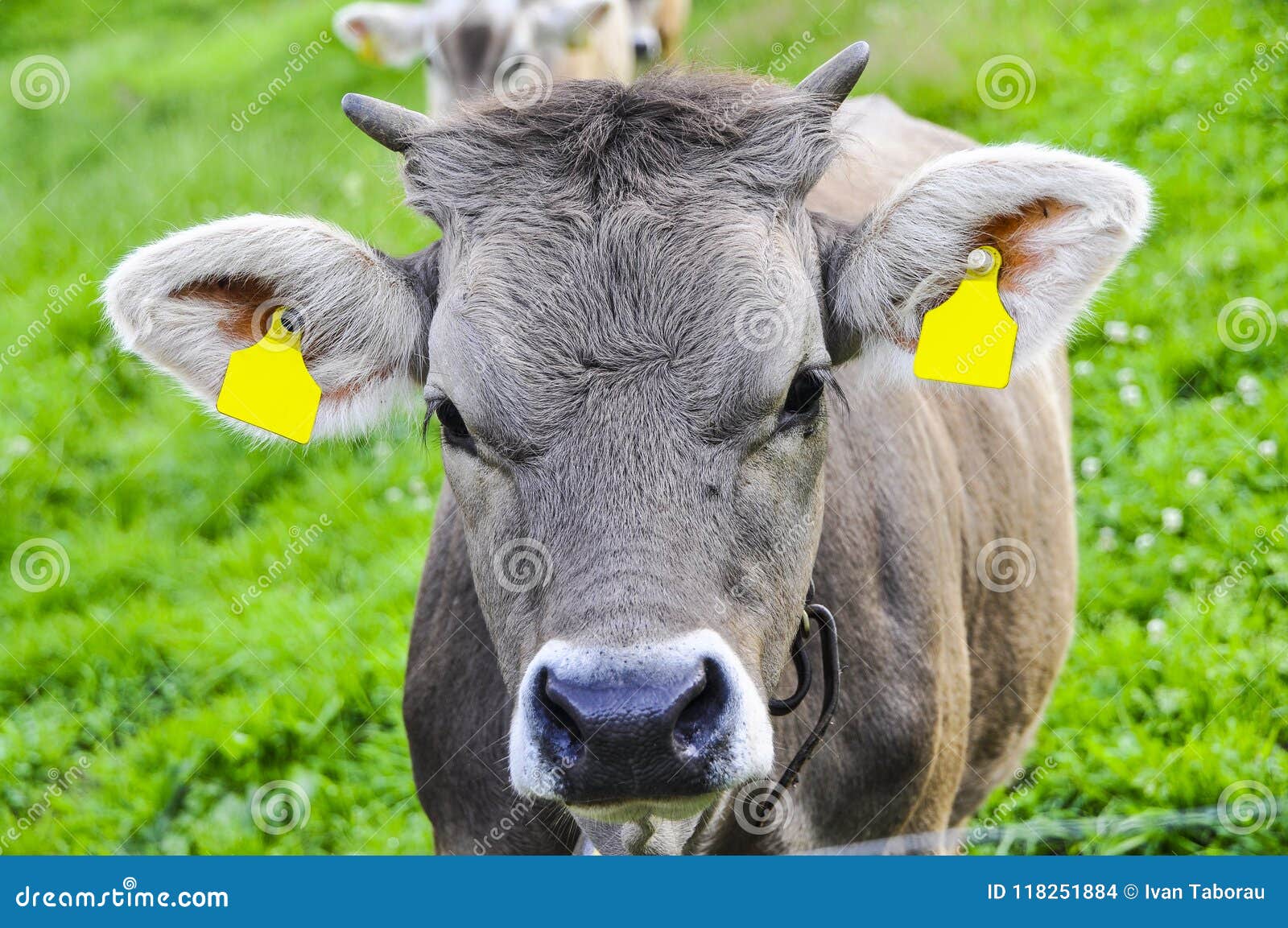8,300+ Cow Bell Stock Photos, Pictures & Royalty-Free Images