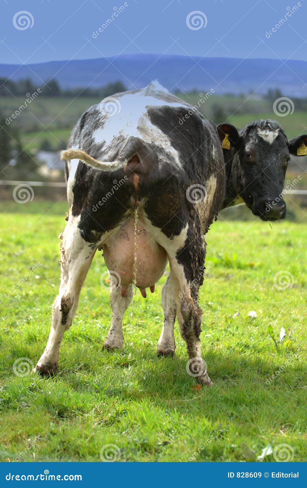 Royalty Free Stock Images Cow Taking A Pee Image 828609