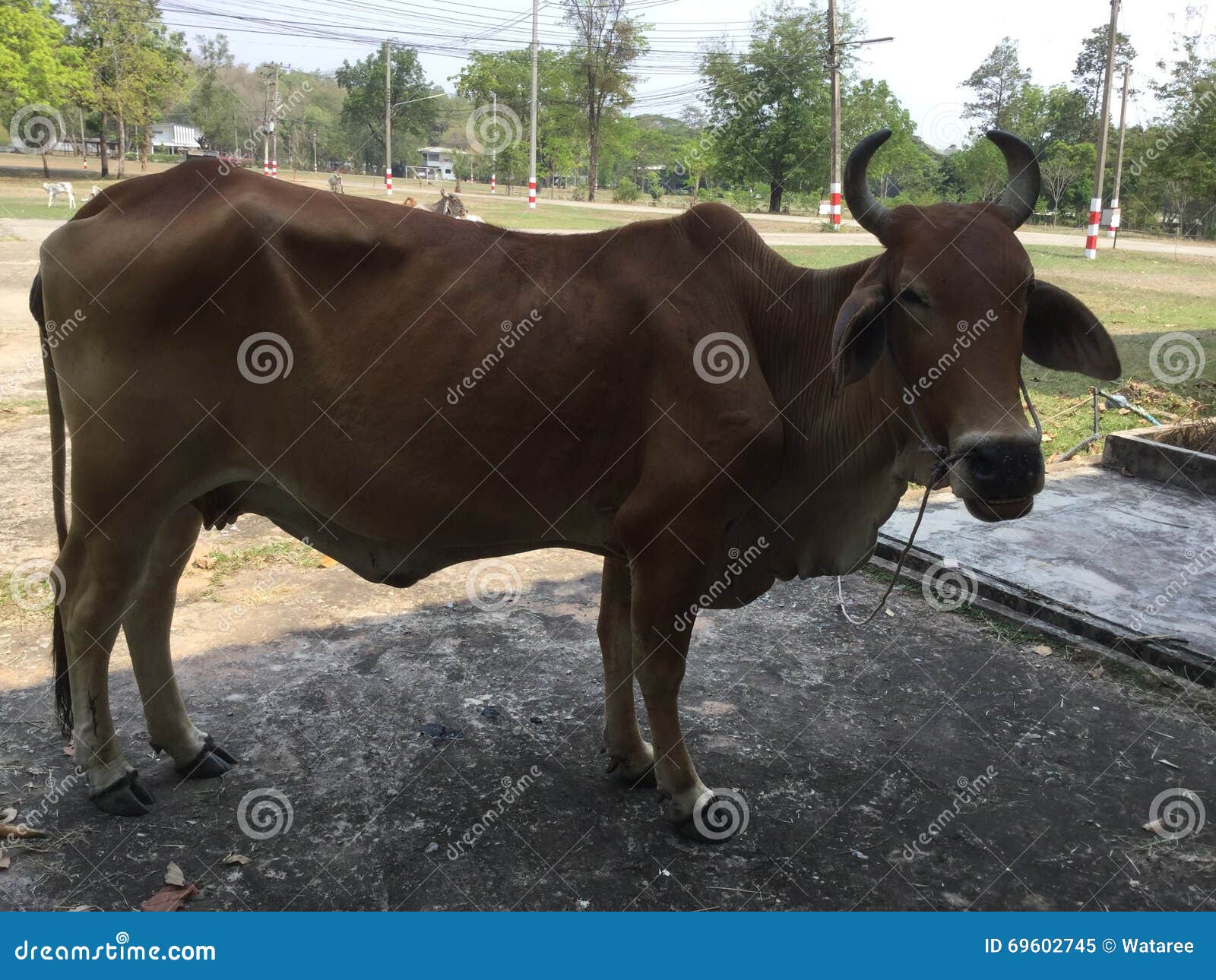 Cow in thailand stock image. Image of asia, thailand 69602745