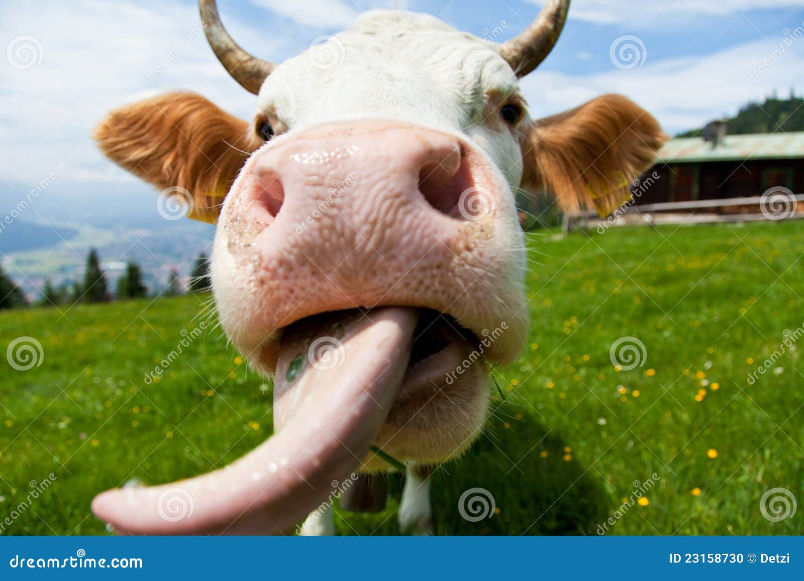 cow with tongue