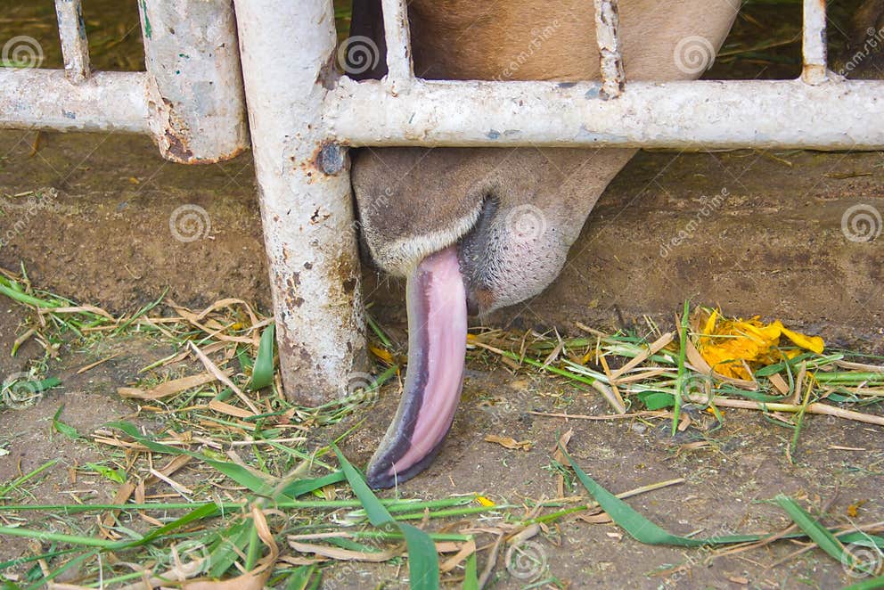 Cow tongue. stock image. Image of cattle, long, curious 29352609