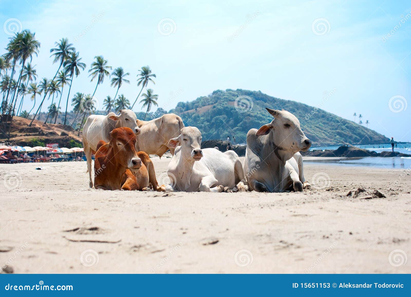 cow on tropical beach ,goa, india