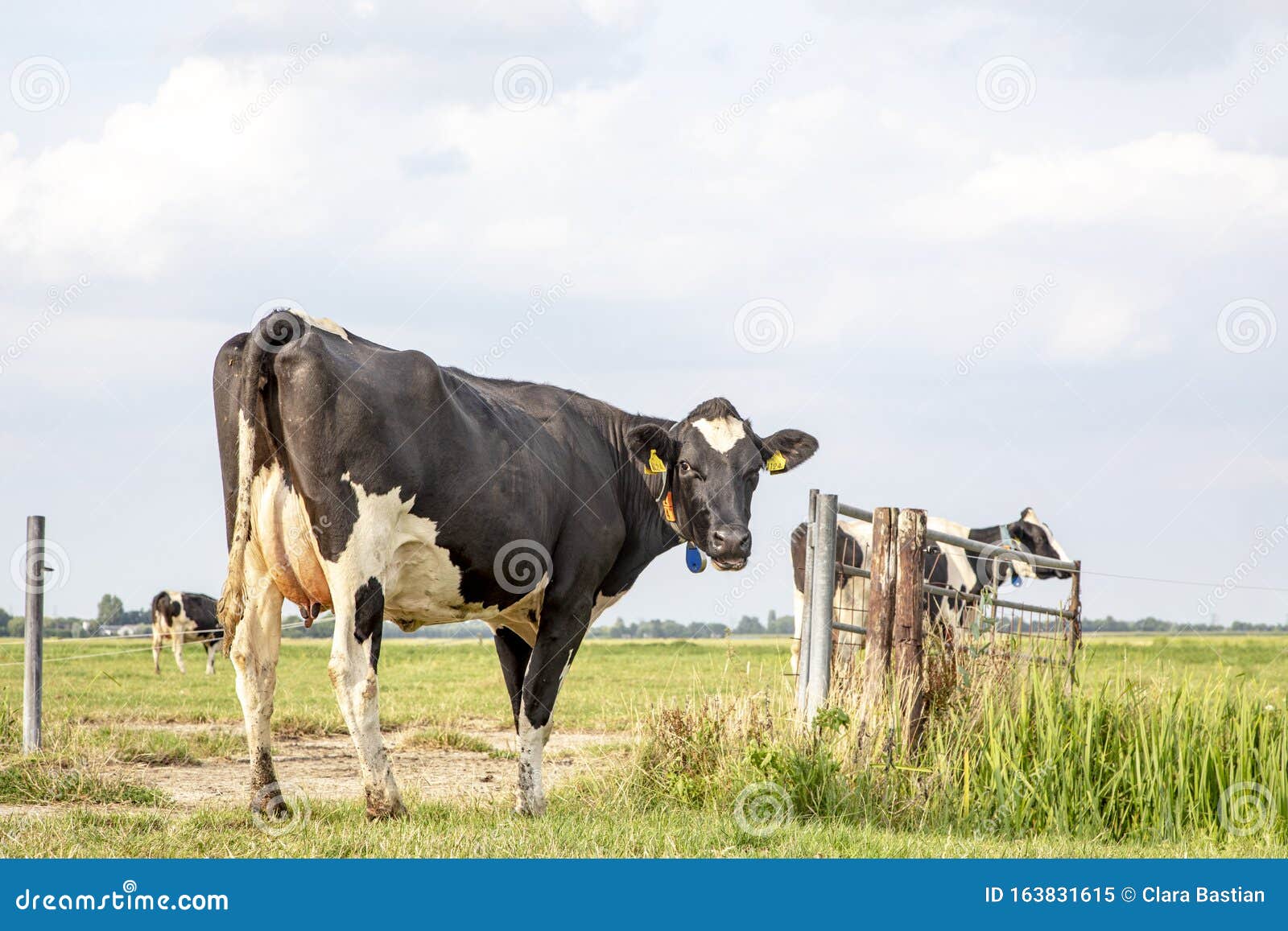 Cow, Turning Her Head To Look, with a Large Pale Pink Udder, Black and ...