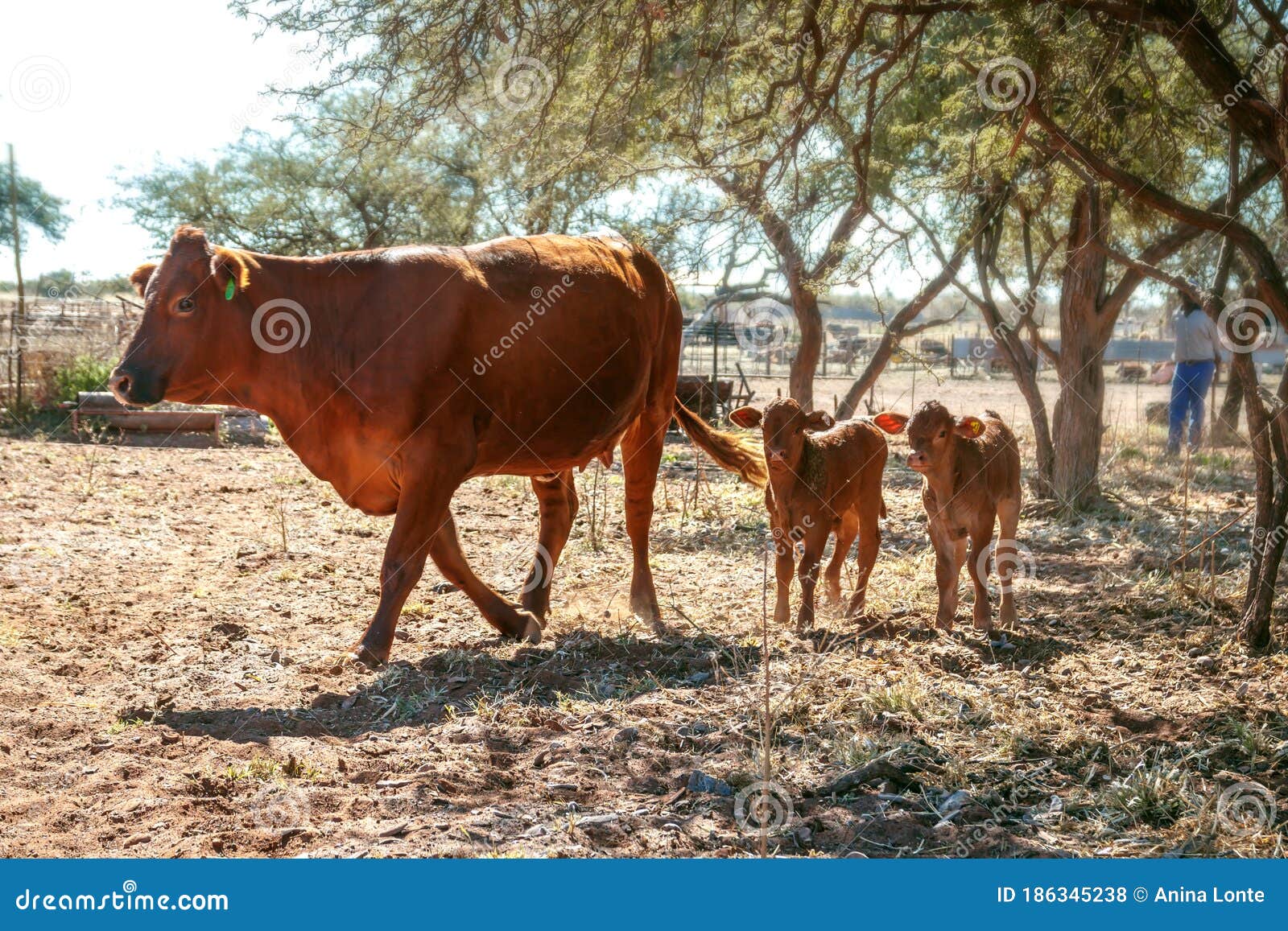 Cow with twin young calves stock photo. Image of twins 186345238