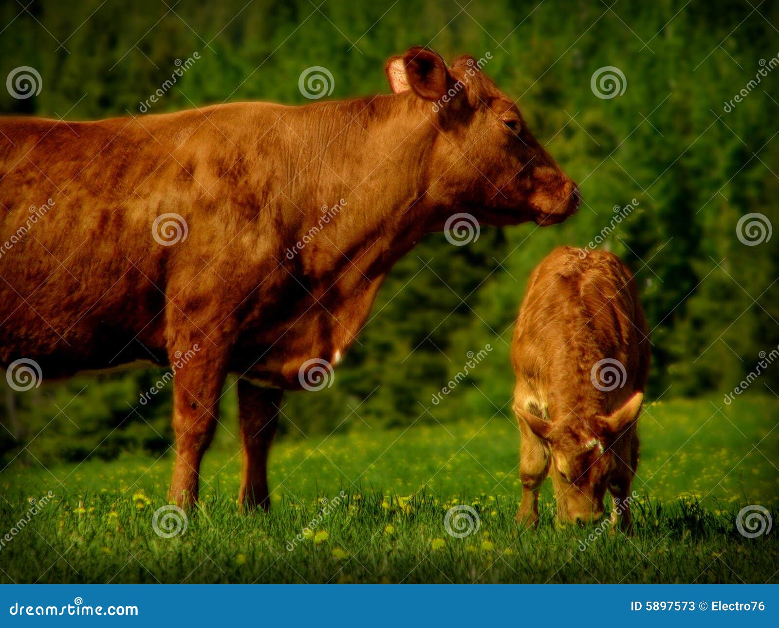 Cow and Veal stock image. Image of land, lawn, farm, mammal 5897573