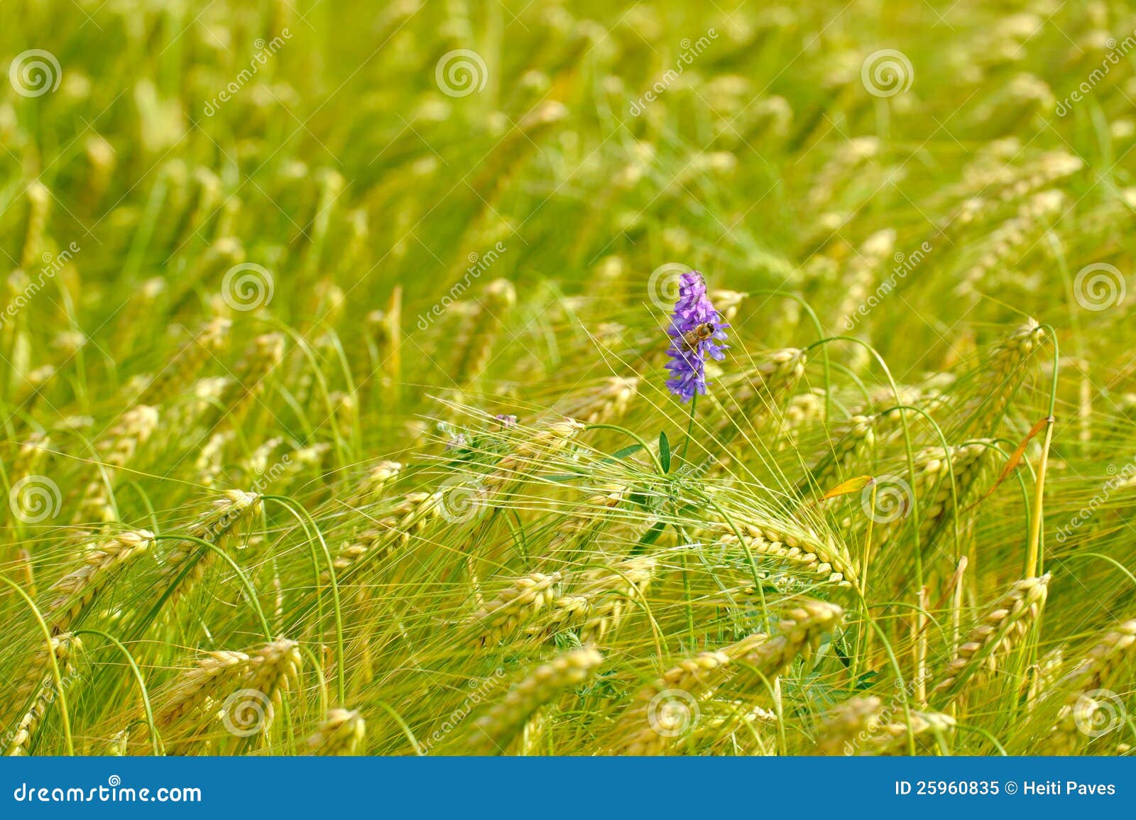 Cow Vetch and Honeybee on Barley Stock Image Image of barley