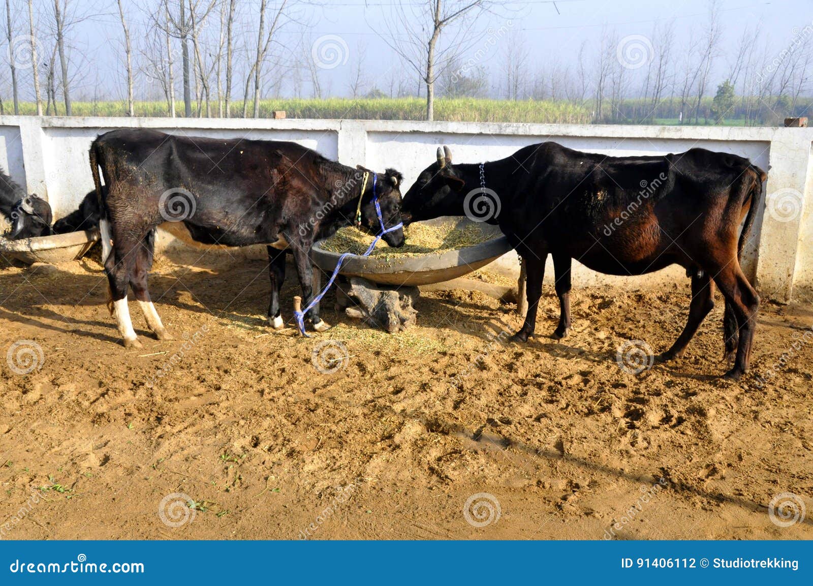 Cow stock photo. Image of eating, zebu, devimage, calf 91406112