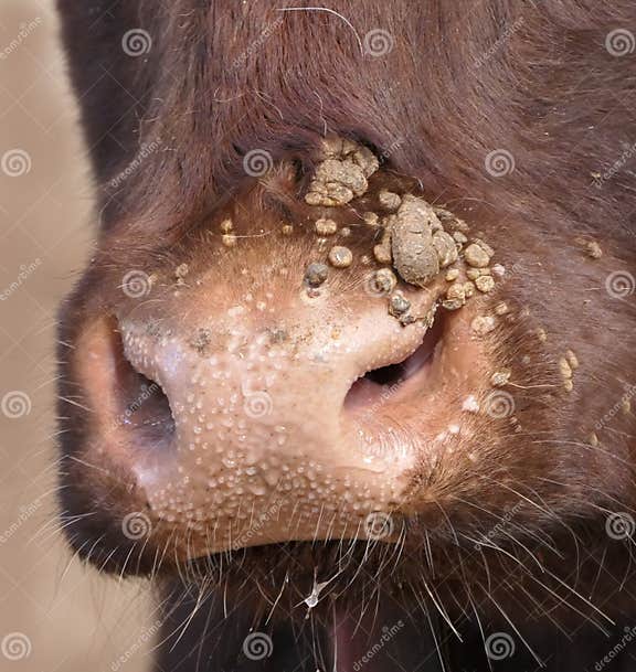 Cow with Warts Caused by an Infectious and Contagious Virus Bovine