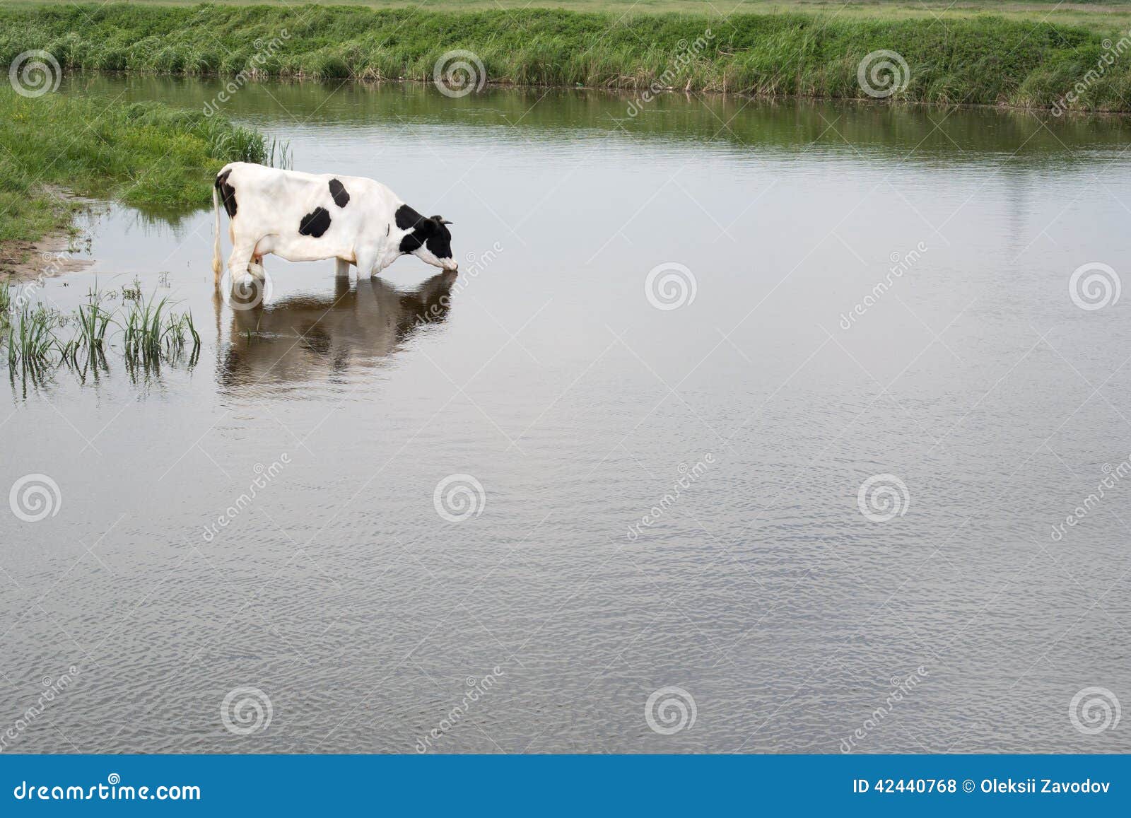 Cow in water stock photo. Image of rural, piggyback, drink 42440768