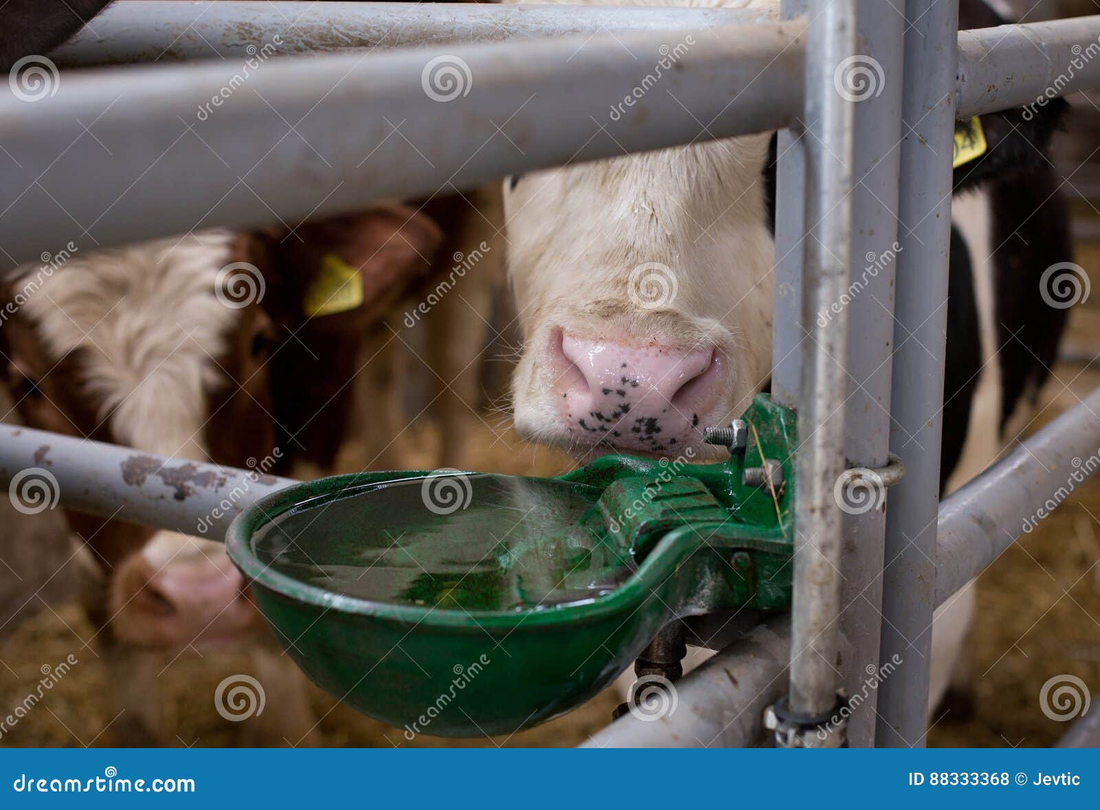 Cow with watering bowl stock photo. Image of livestock 88333368