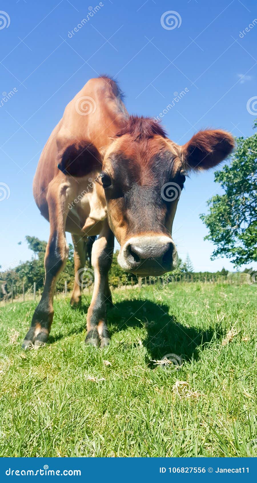 Cow Yearling Jersey Heifer in Paddock Stock Photo Image of heifer