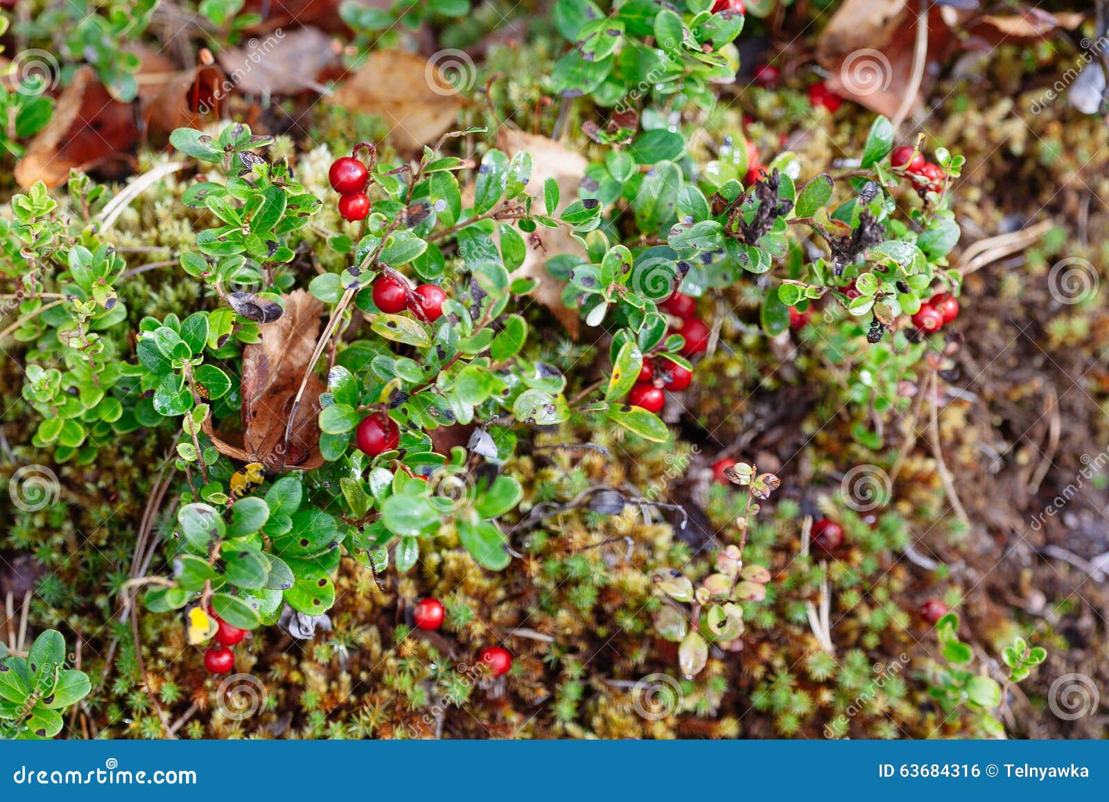 Cowberry. Bushes of Ripe Forest Berries Stock Photo Image of bush