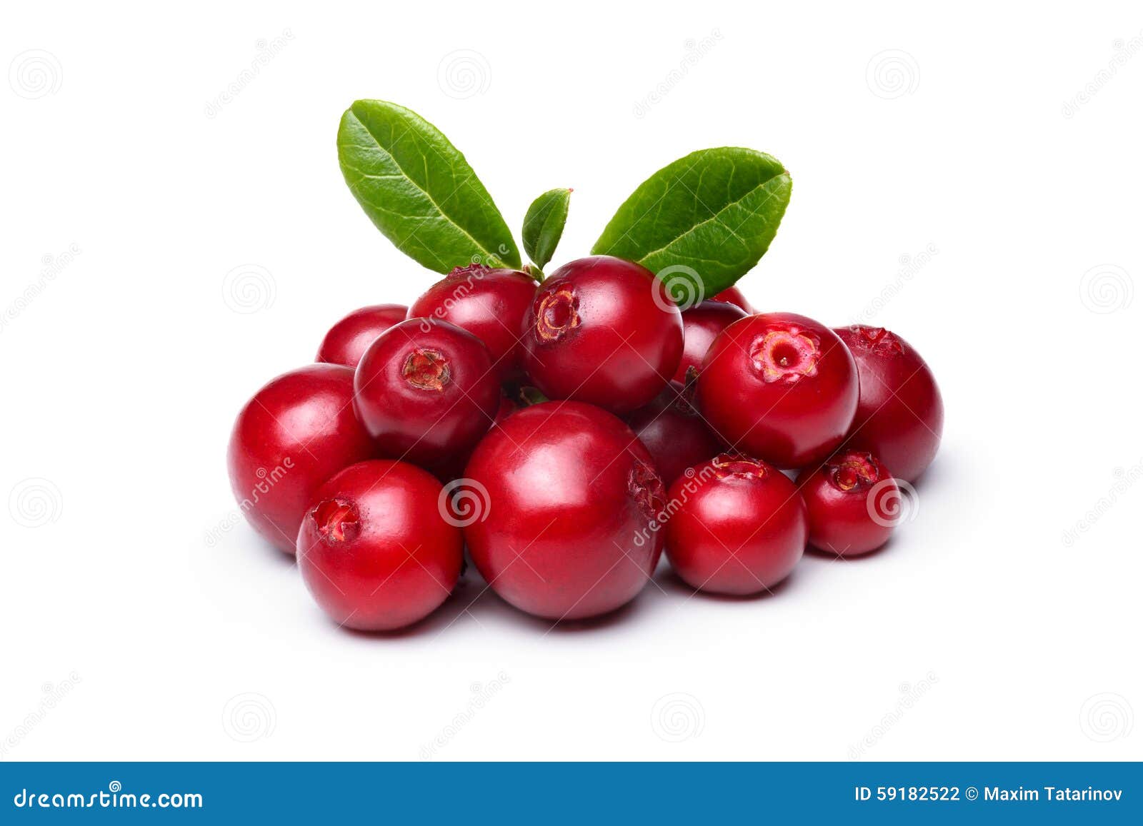 cowberry (foxberry,lingonberry)