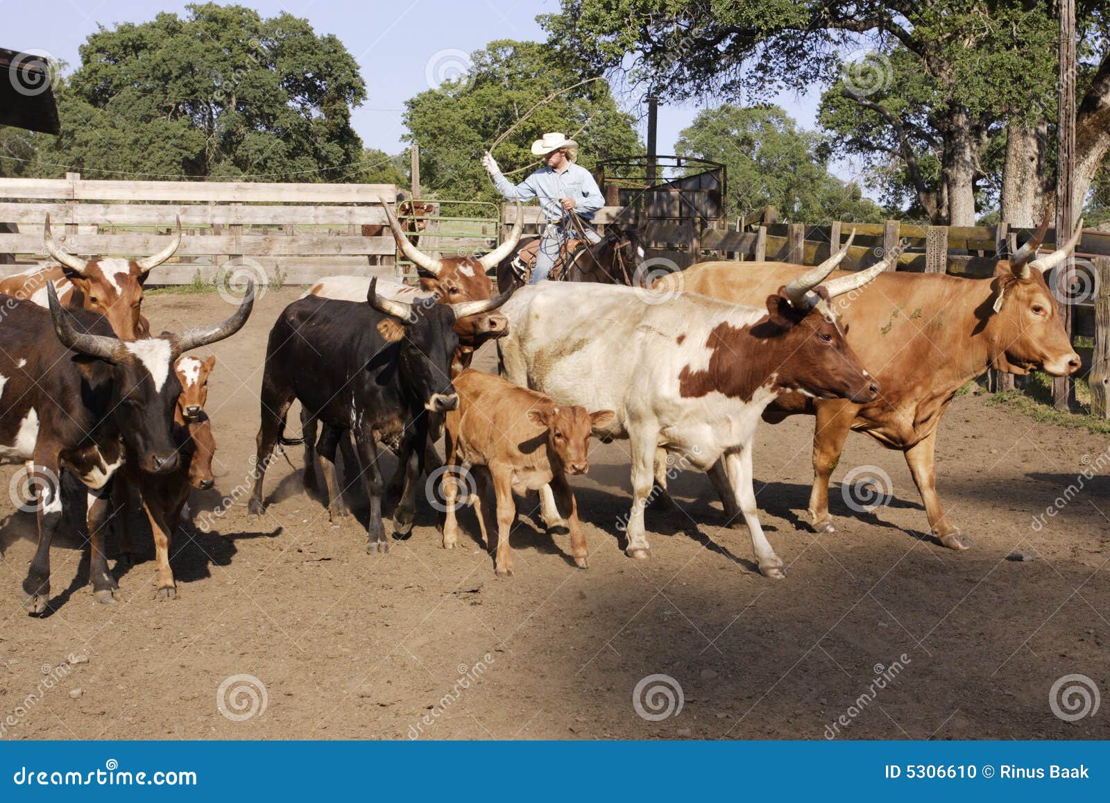 cowboy herding cattle