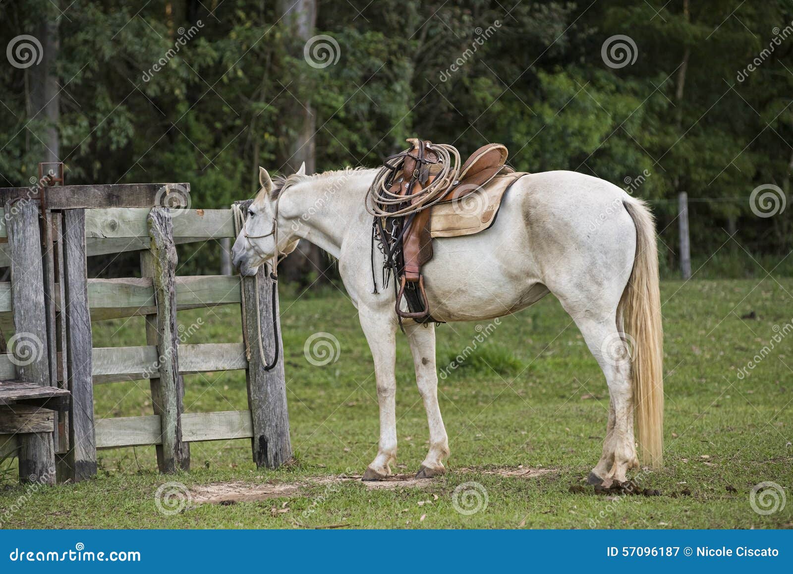 cowboy horse ready for work