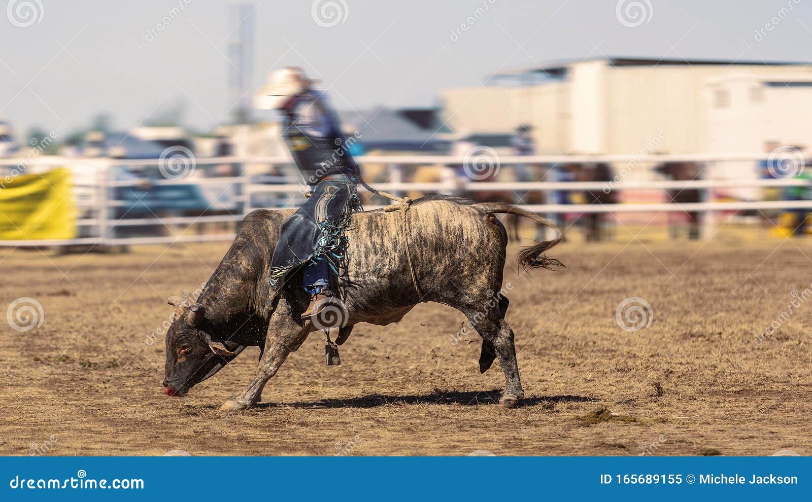 Rodeo bucking bull Stock Photo: 11718968 - Alamy