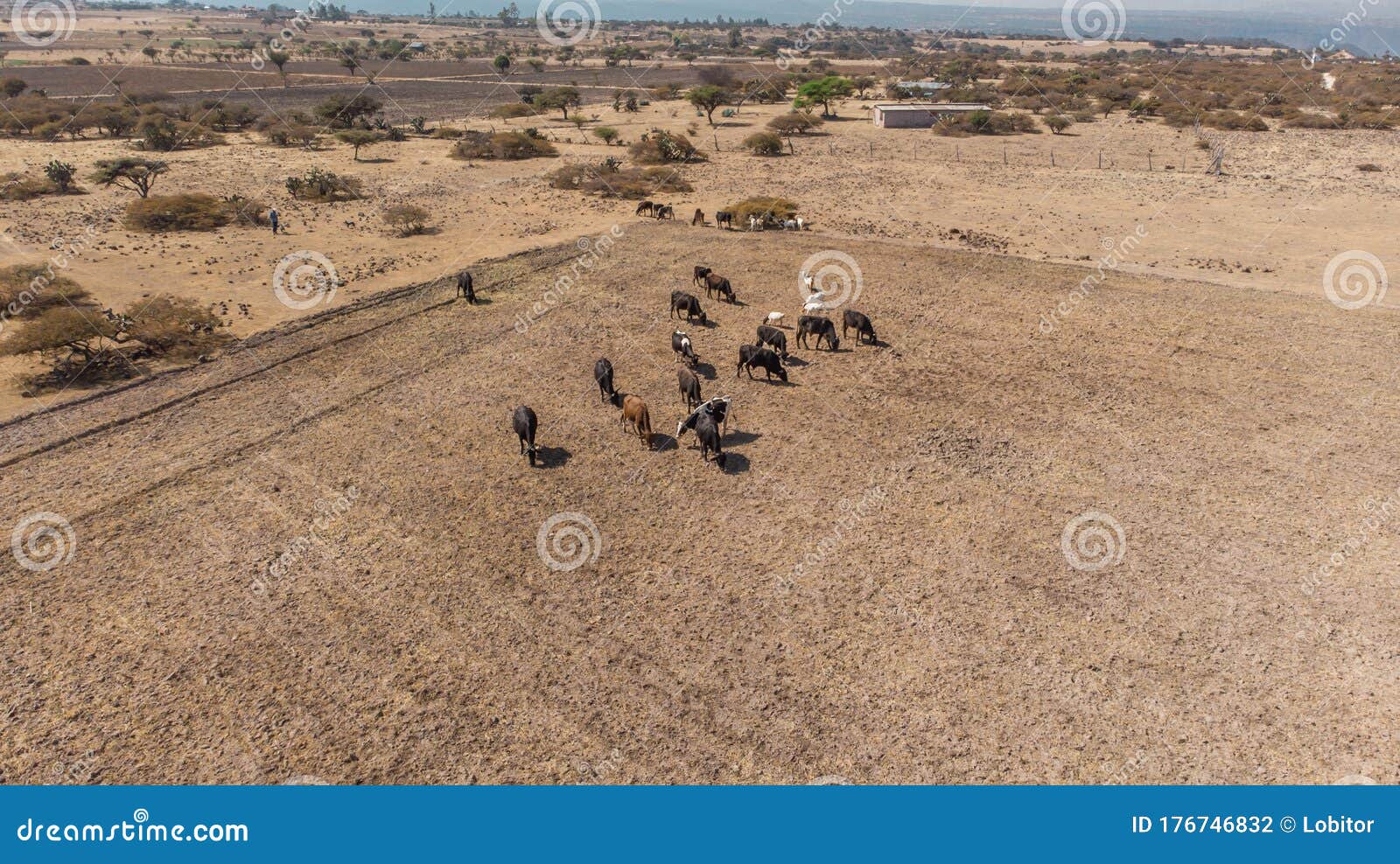 cowboy tending cattle on dry plain in peÃÂ±a al aire in the state of hidalgo